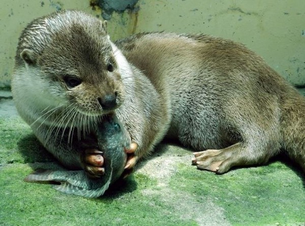 歐亞水獺剩不到百隻。（圖／授權於臺北市立動物園）