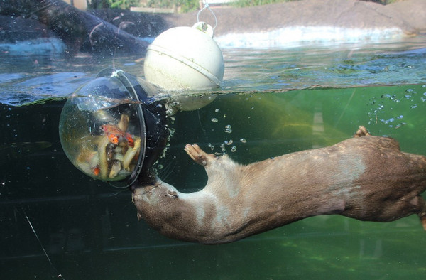 歐亞水獺剩不到百隻。（圖／授權於臺北市立動物園） 