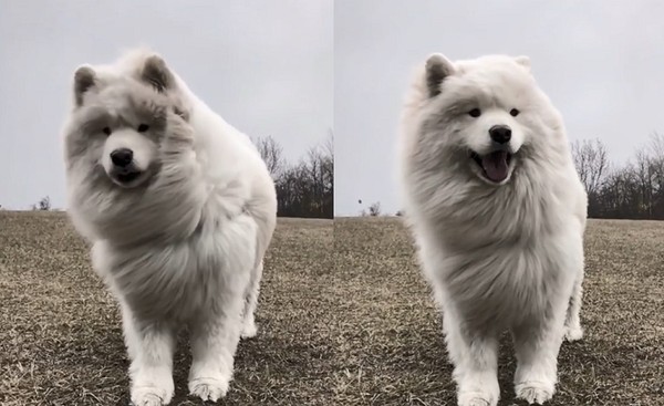 ▲薩摩耶犬「Ryder」。（圖／翻攝自影片／Instagram／samdersoncooper_samoyed）