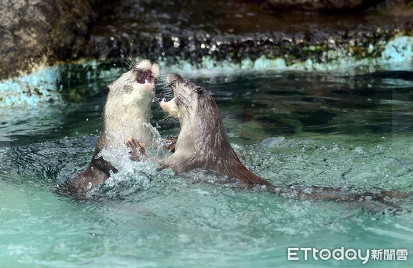 水獺金莎和寶寶。（圖／台北市立動物園提供）