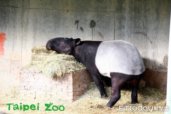 馬來貘貘克。（圖／台北市立動物園提供）