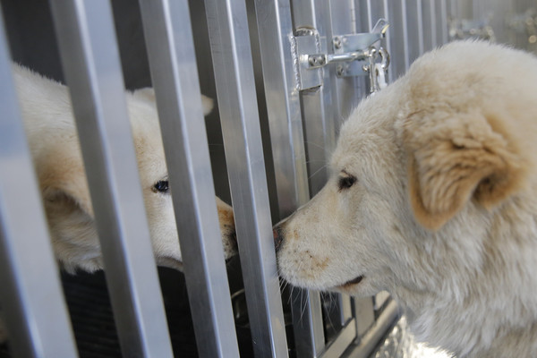 ▲▼國際人道對待動物協會（Humane Society International）從南韓狗肉養殖場中救出多條狗狗，目前所有狗狗都已被美國人收養。圖為國際人道對待動物協會的狗狗看著被拯救的同伴。（圖／達志影像／美聯社）