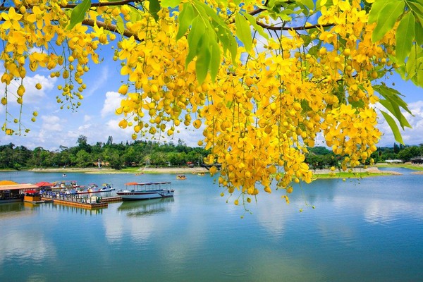 ▲西拉雅花海。（圖／西拉雅國家風景區管理處）