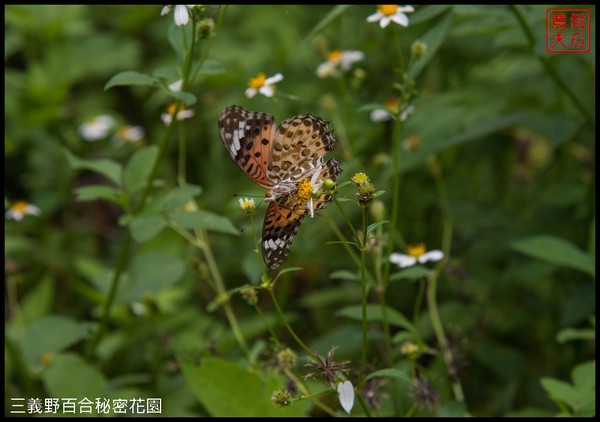 ▲三義野百合祕密花園。（圖／假日農夫提供）