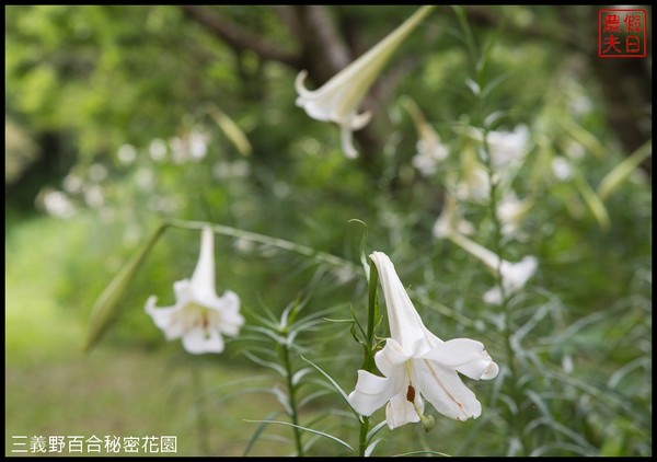 ▲三義野百合祕密花園。（圖／假日農夫提供）