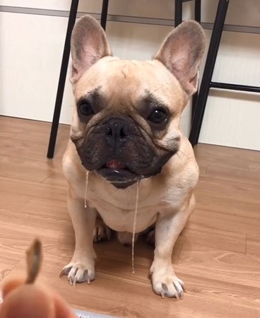 馬麻伸手搔癢，巴哥犬舉手投降。（圖／翻攝自Instagram@griffinfrenchie）