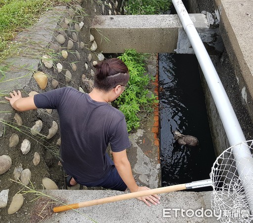 ▲▼小黑狗攔車救同伴。（圖／台灣動物緊急救援小組提供）