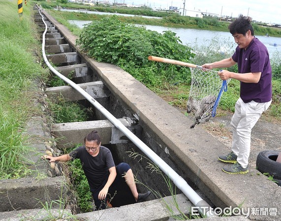 ▲▼小黑狗攔車救同伴。（圖／台灣動物緊急救援小組提供）