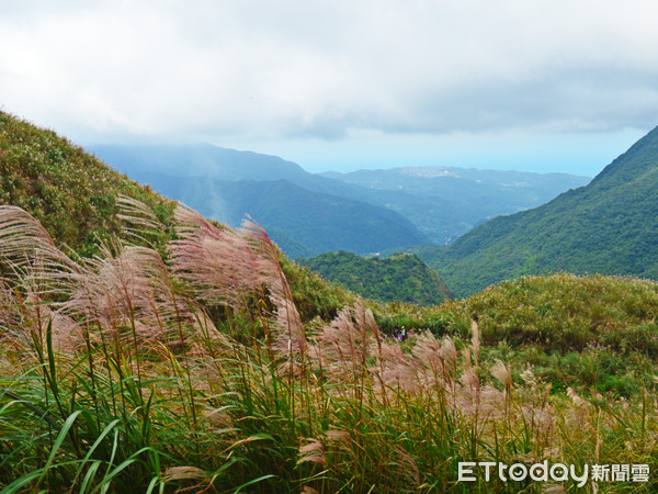 ▲陽明山古道秋芒之旅,芒花,芒草。（圖／陽明山國家公園管理處提供）