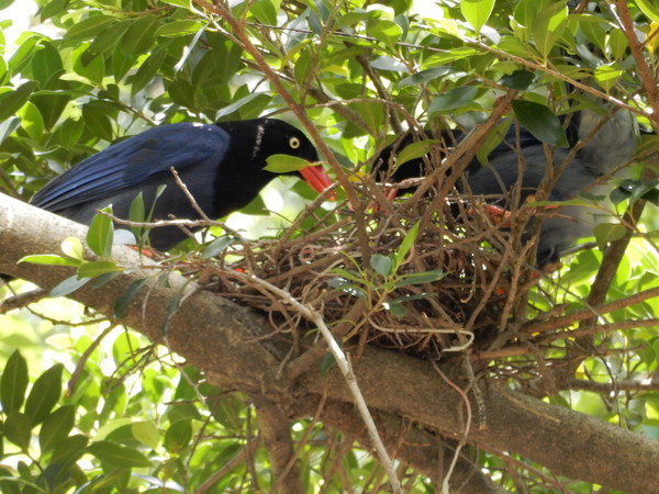 ▲台灣藍鵲。（圖／台北市動物保護處提供）