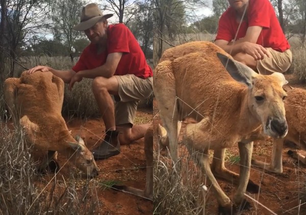 ▲▼澳洲最有名的肌肉袋鼠12歲死亡。（圖／翻攝自The Kangaroo Sanctuary Alice Springs）