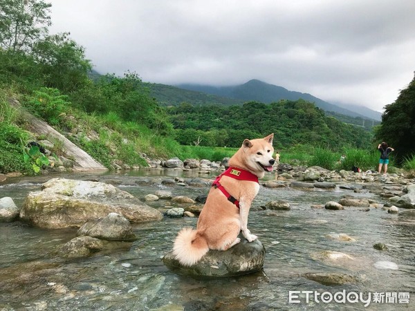 ▲柴柴慘跌休息站水池。（圖／網友Ann授權提供）