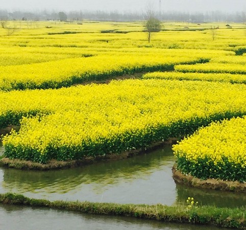 ▲中國油菜花海▼             。（圖／鳳凰旅遊提供）