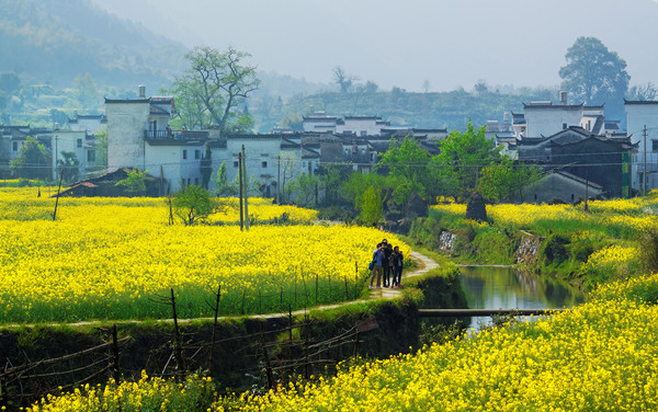 ▲中國油菜花海▼             。（圖／鳳凰旅遊提供）