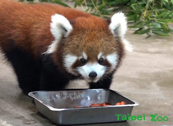 ▲小貓熊寶寶Yammy。（圖／臺北市立動物園提供）