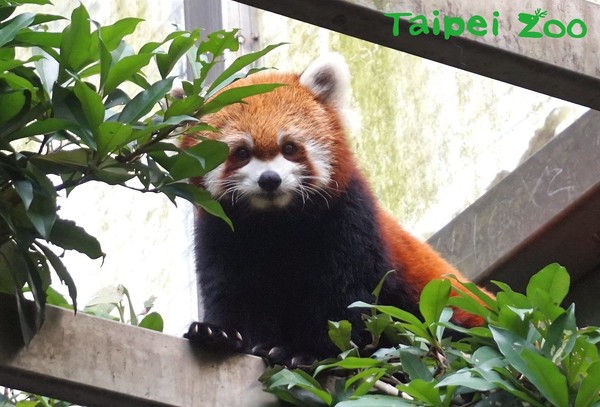 ▲小貓熊寶寶Yammy。（圖／臺北市立動物園提供）