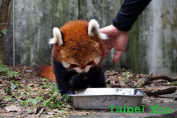 ▲小貓熊寶寶Yammy。（圖／臺北市立動物園提供）