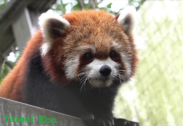 ▲小貓熊寶寶Yammy。（圖／臺北市立動物園提供）