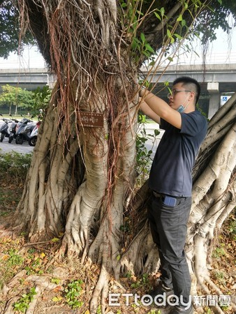 ▲ 樹木委會積極審議 新北市增添9株珍貴老榕樹。（圖／新北市景觀處提供）