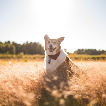 （圖／翻攝自IG／noahthechubbycorgi）