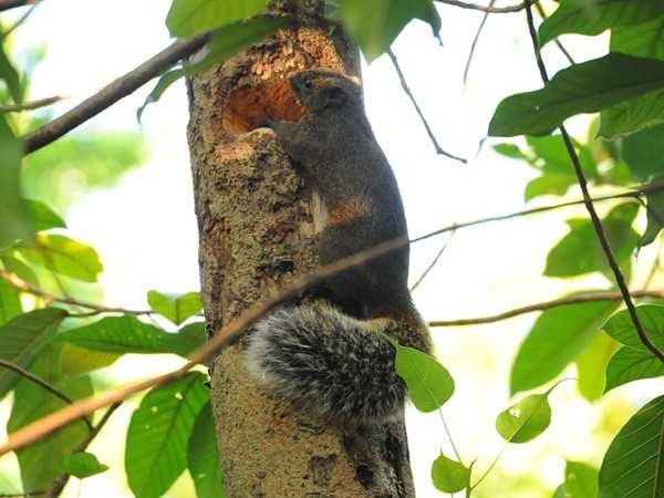 ▲▼挺挺動物小學堂／鳥類偵探社：都市五色鳥的美麗與哀愁。（圖／取自林業試驗所）