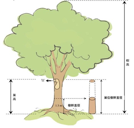 ▲▼挺挺動物小學堂／鳥類偵探社：都市五色鳥的美麗與哀愁。（圖／取自林業試驗所）