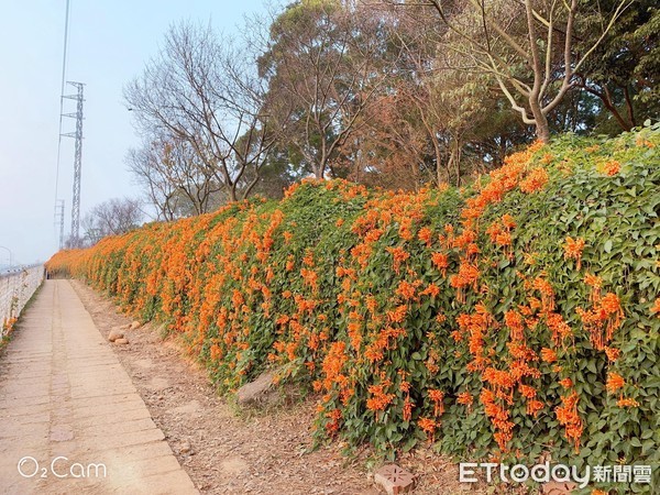 ▲苗栗銅鑼環保公園炮仗花。（圖／記者彭懷玉攝）