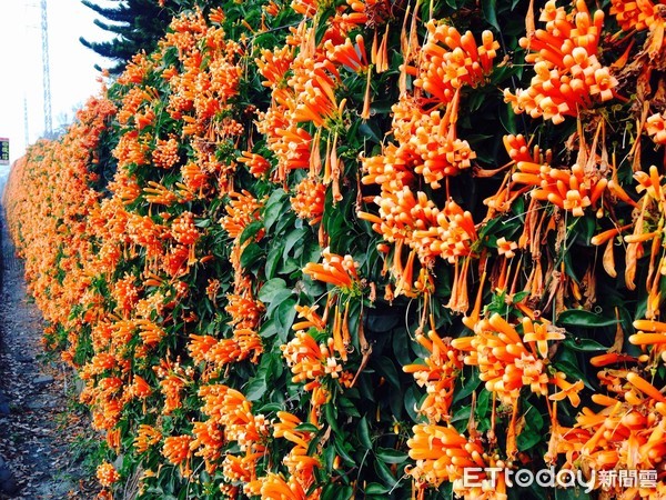 ▲苗栗銅鑼環保公園炮仗花。（圖／記者彭懷玉攝）