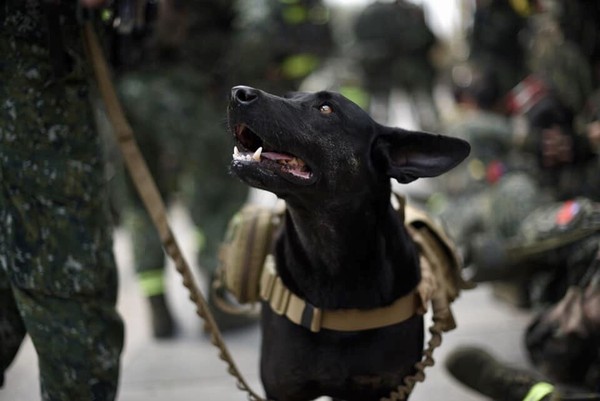 ▲ 浪浪險遭安樂死Hola變身特戰軍犬 「狗班長」昂首闊步500公里行軍。（圖／翻攝自「中華民國陸軍司令部」粉專）