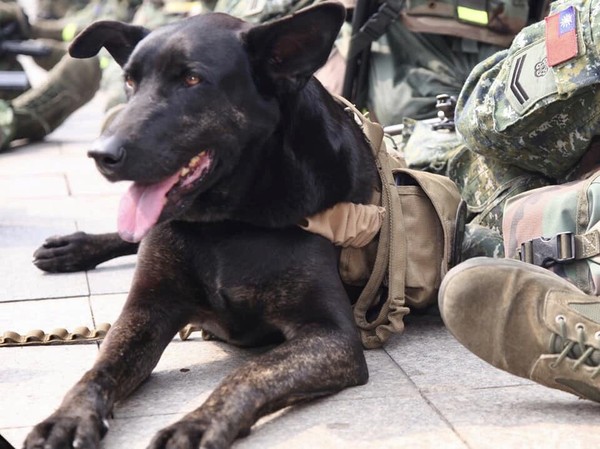 ▲ 浪浪險遭安樂死Hola變身特戰軍犬 「狗班長」昂首闊步500公里行軍。（圖／翻攝自「中華民國陸軍司令部」粉專）