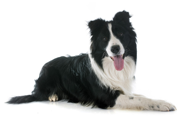 ▲▼邊境牧羊犬,Border Collie,狗,寵物。（圖／達志影像／示意圖）