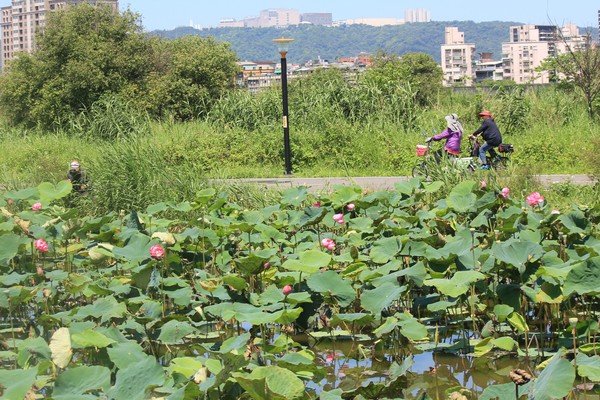 ▲板橋河濱公園人工濕地荷花盛開。（圖／新北市政府高灘地工程管理處提供）