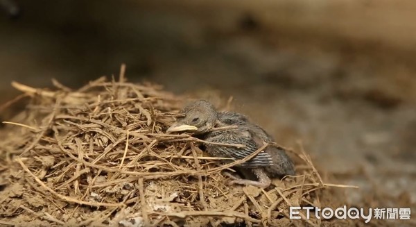 ▲北投7處燕巢遭砸毀！鳥寶趴草堆發抖　她心疼：落了一個洞。（圖／網友Zoe Teng 提供，請勿隨意翻拍，以免侵權。）