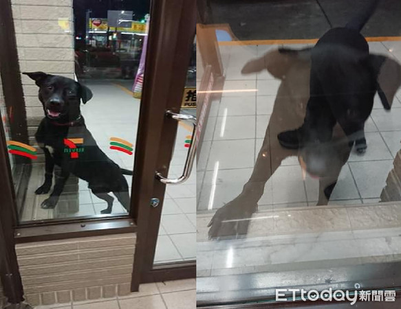 ▲下班了嗎？黑萌犬等店員餵罐罐，還搭訕小姐姐搶便當吃。（圖／網友張招敏‎提供，請勿隨意翻拍，以免侵權。）