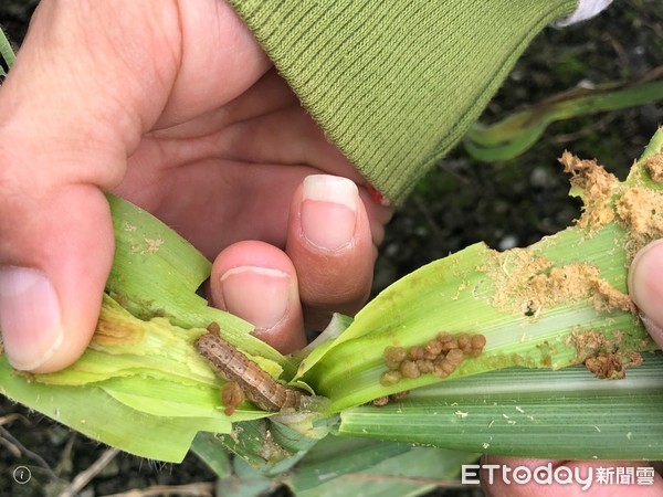 ▲秋行軍蟲幼蟲以啃食玉米植株中心嫩的部位居多。（圖／記者王兆麟翻攝，下同）