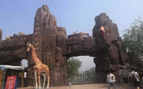 ▲▼參觀動物園！她中指慘被斑馬咬斷吞下肚。（圖／翻攝自微博）