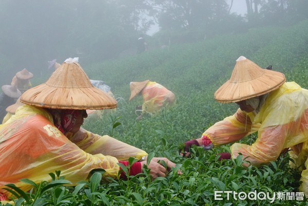 ▲ 全國好茶在新北 各路採茶好手齊聚坪林拚技藝。（圖／新北市農業局提供）