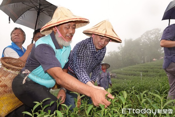 ▲ 全國好茶在新北 各路採茶好手齊聚坪林拚技藝。（圖／新北市農業局提供）