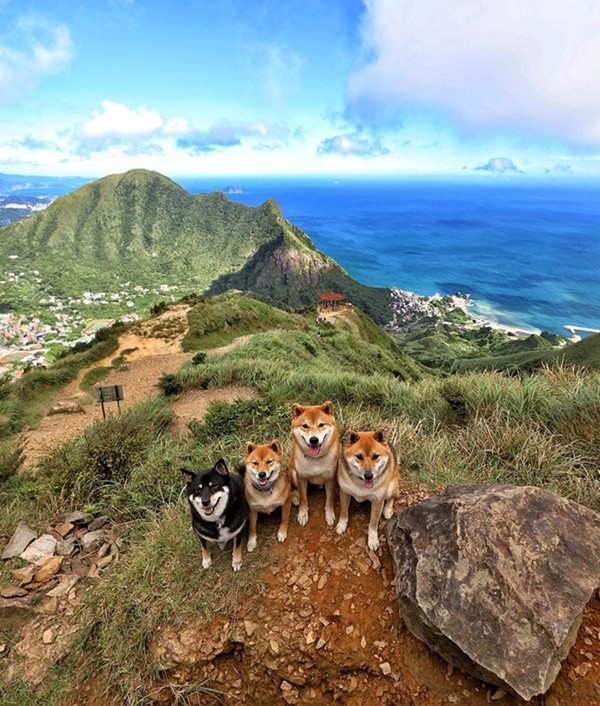 ▲▼柴犬。（圖／郭沅瑾提供，請勿隨意翻拍，以免侵權。）