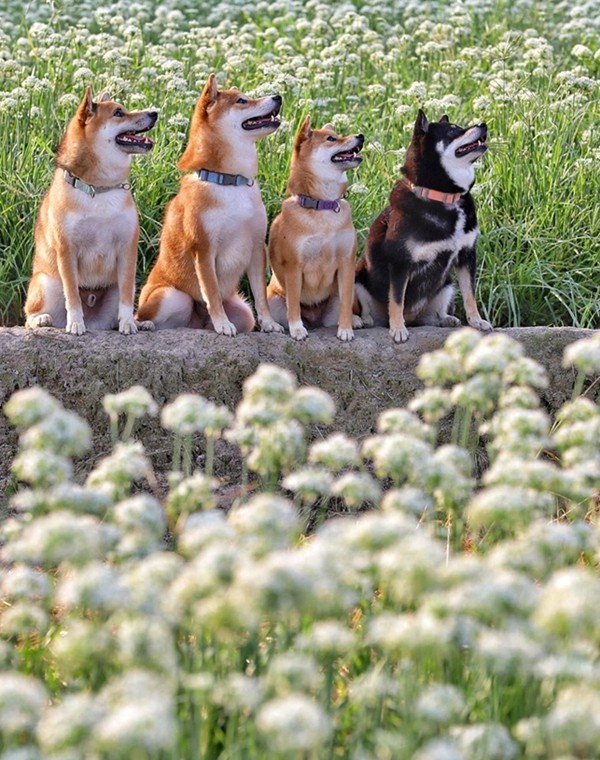 ▲▼柴犬。（圖／郭沅瑾提供，請勿隨意翻拍，以免侵權。）