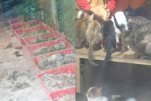 ▲連死2飼養人！50浪貓困山區貨櫃　「貓屎炸滿地」愛爸愛媽急請命。（圖／讀者提供）