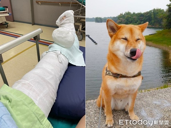 ▲▼奴才遛狗腿骨折，柴柴跟土地公祈禱。（圖／粉專「柴犬ミニオン的成長記錄簿」授權提供）