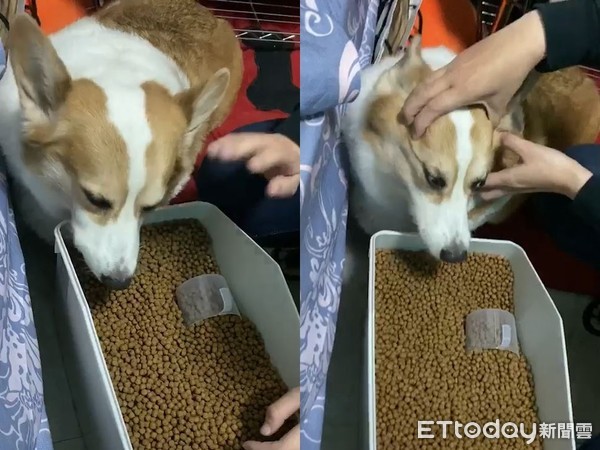 ▲柯基「萌萌」偷吃飼料中。（圖／飼主王小姐授權提供，下同）