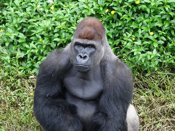 終結單身！北市動物園金剛娶老婆。（圖／台北市立動物園提供）