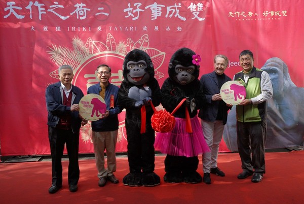 終結單身！北市動物園金剛娶老婆。（圖／台北市立動物園提供）