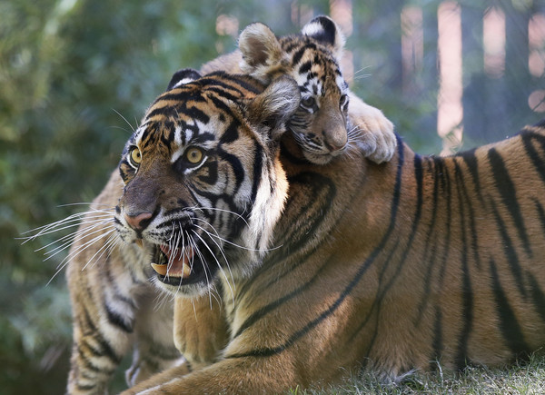 ▲▼美國奧克拉荷馬州動物園內的蘇門答臘虎。（圖／達志影像／美聯社）