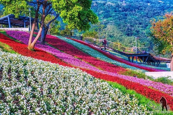 ▲「台版富良野」北投三層崎公園花海。（圖／攝影達人林正哲提供）