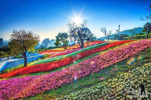 ▲「台版富良野」北投三層崎公園花海。（圖／攝影達人林正哲提供）