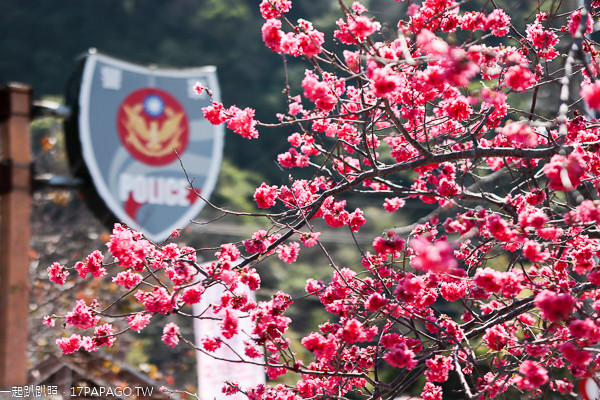 ▲台中后里泰安櫻花季 。（圖／攝影師《一起趴趴照》授權提供。）