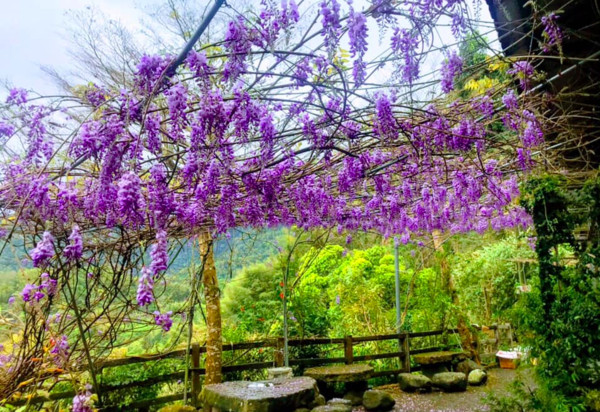 ▲紫藤花。（圖／翻攝自《綠色隧道休息站》臉書專頁。）